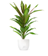 Cordyline Fruticosa Kiwi