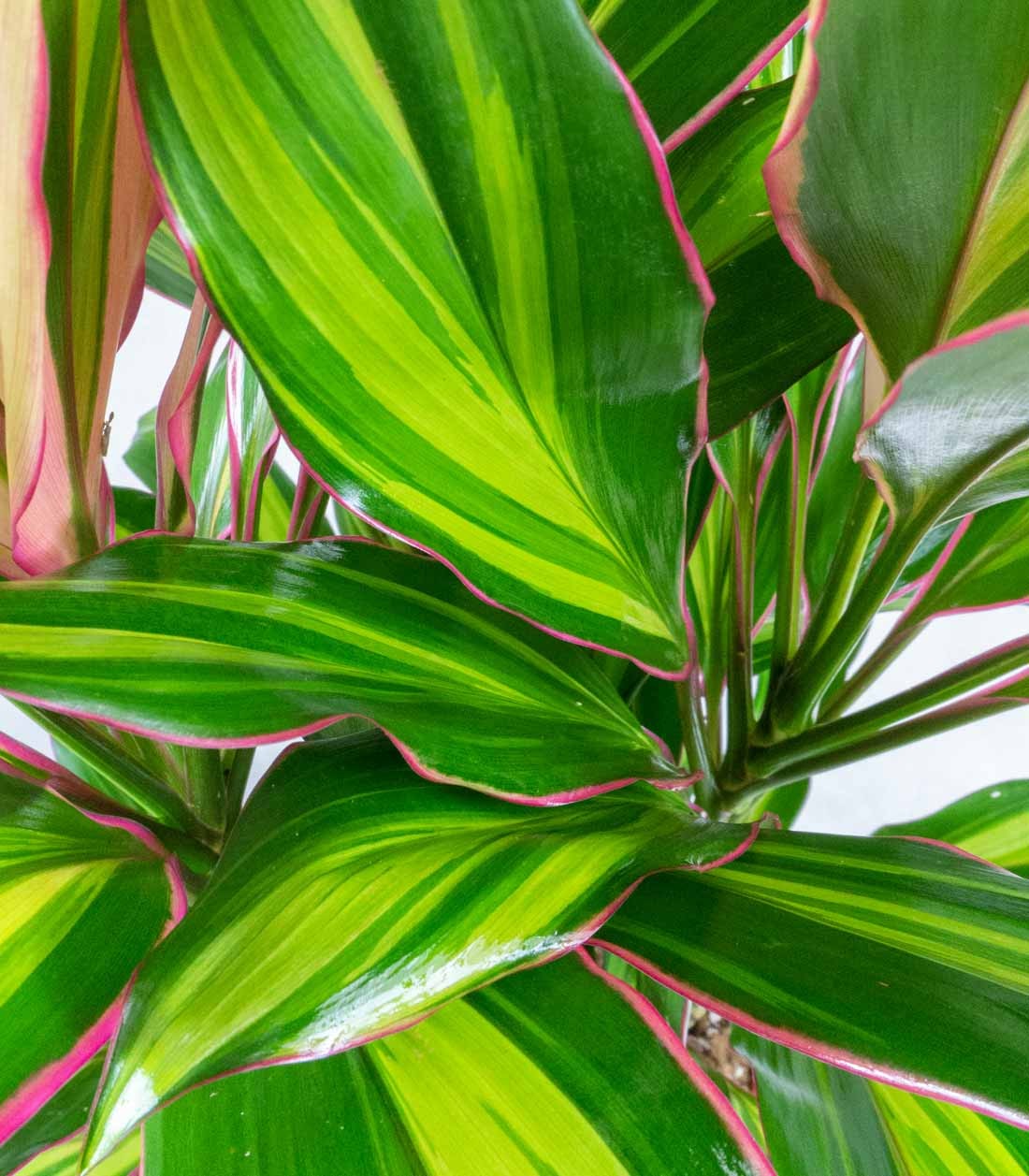 Cordyline Fruticosa Kiwi