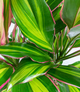 Cordyline Fruticosa Kiwi