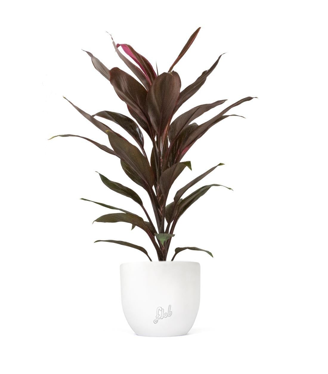 Cordyline Fruticosa Tango