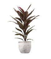 Cordyline Fruticosa Tango