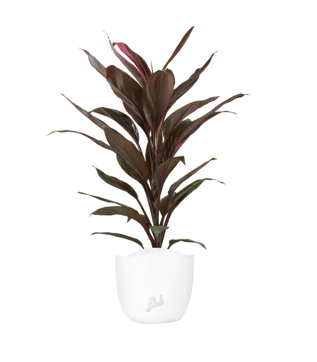 Cordyline Fruticosa Tango
