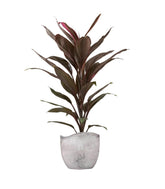 Cordyline Fruticosa Tango