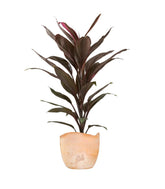 Cordyline Fruticosa Tango