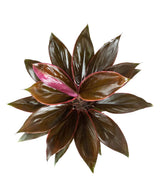 Cordyline Fruticosa Tango