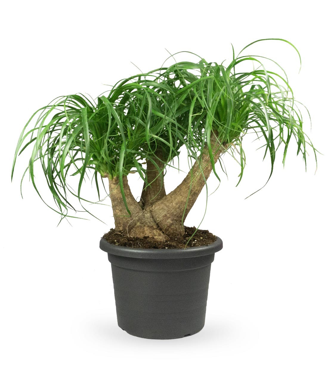 Beaucarnea Nolina L