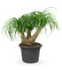 Beaucarnea Nolina L