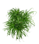 Beaucarnea Nolina L