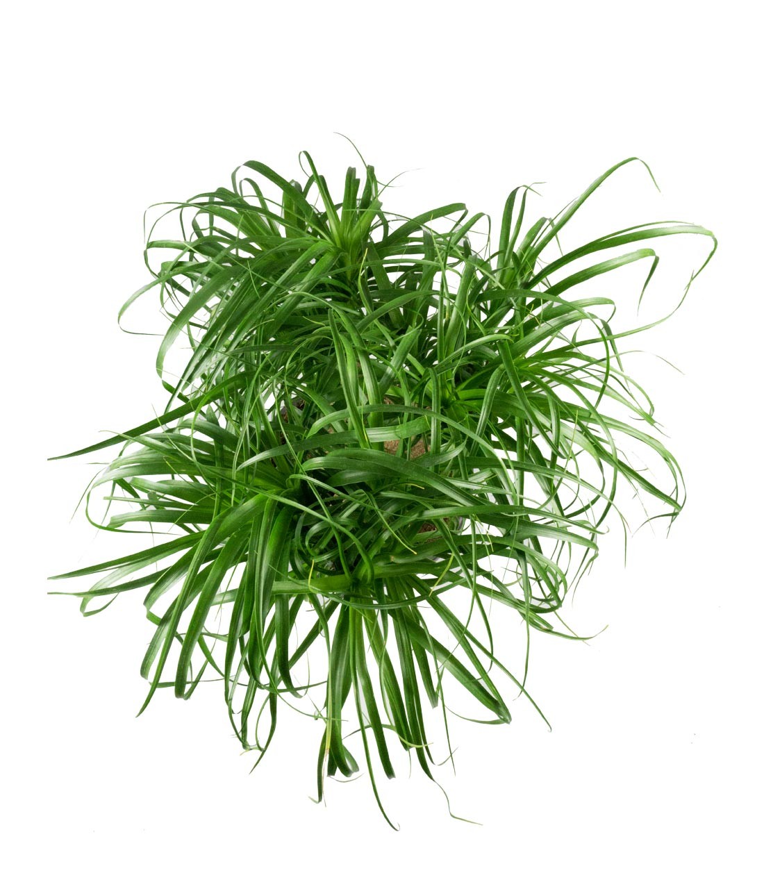 Beaucarnea Nolina L