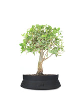 Quercia Sughera