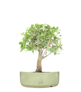 Quercia Sughera