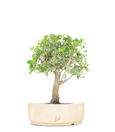 Quercia Sughera