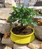 Quercia Sughera