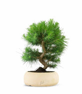 Pinus halepensis 9 anni | Pino d&