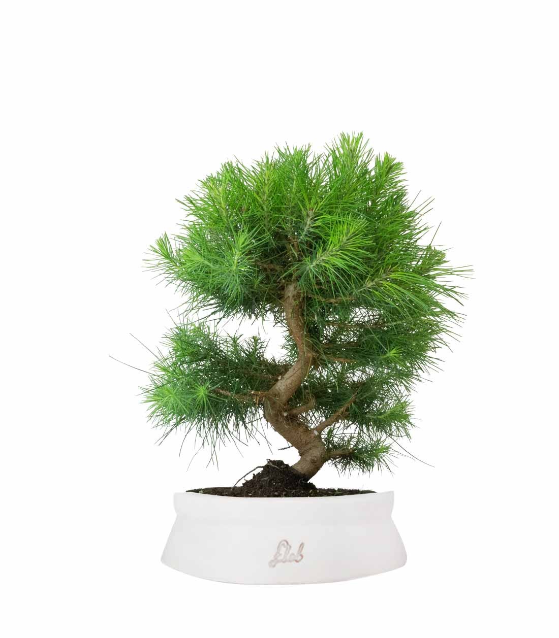 Pinus halepensis 9 anni | Pino d&