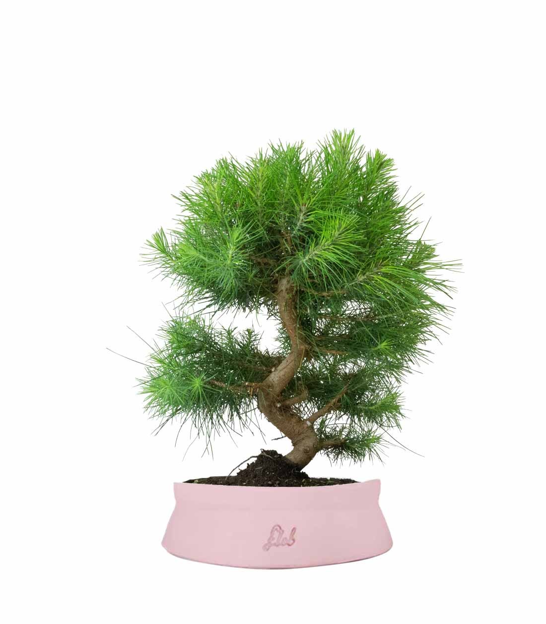 Pinus halepensis 9 anni | Pino d&