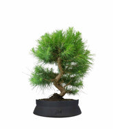 Pinus halepensis 9 anni | Pino d&