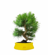 Pinus halepensis 9 anni | Pino d&