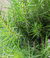 Pinus halepensis 9 anni | Pino d&