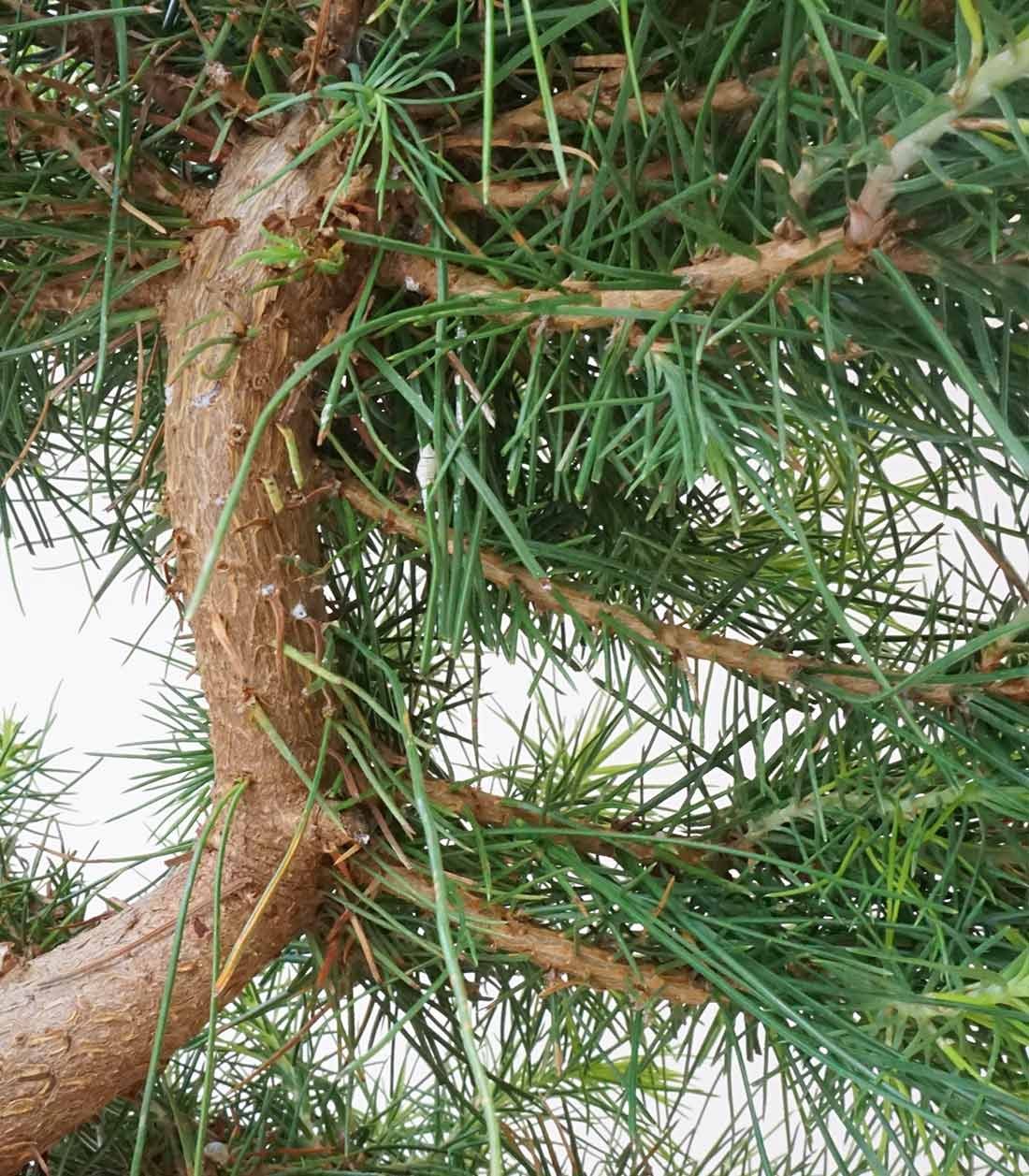 Pinus halepensis 9 anni | Pino d&