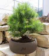 Pinus halepensis 9 anni | Pino d&