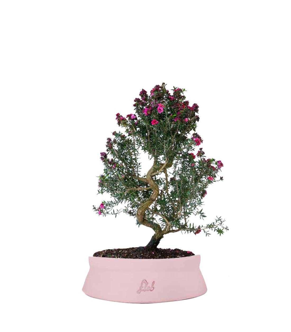 Leptospermum bonsai 10 anni