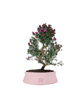 Leptospermum bonsai 10 anni