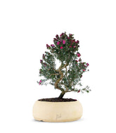 Leptospermum bonsai 10 anni