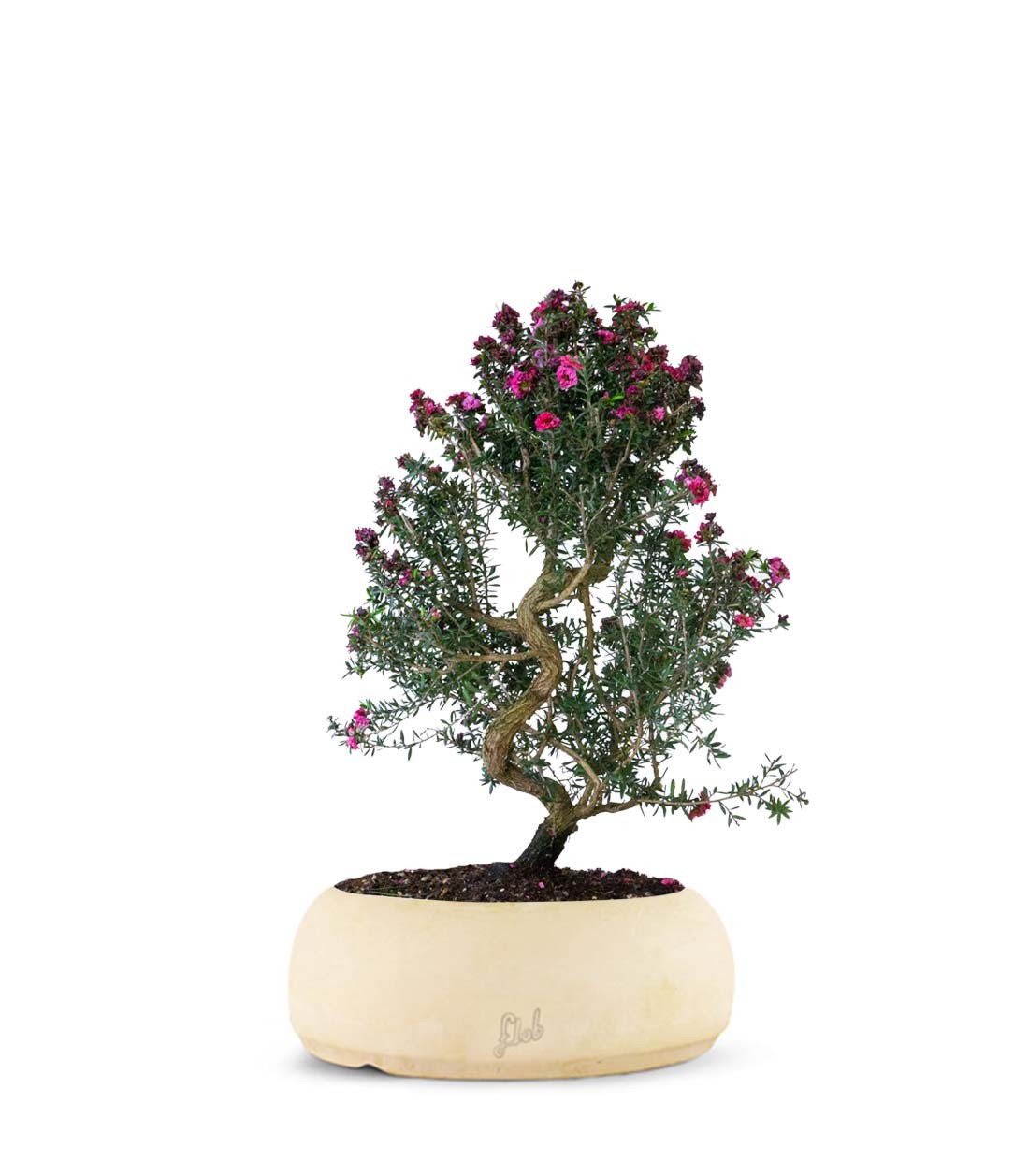 Leptospermum bonsai 10 anni
