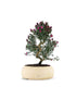 Leptospermum bonsai 10 anni