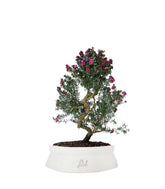 Leptospermum bonsai 10 anni