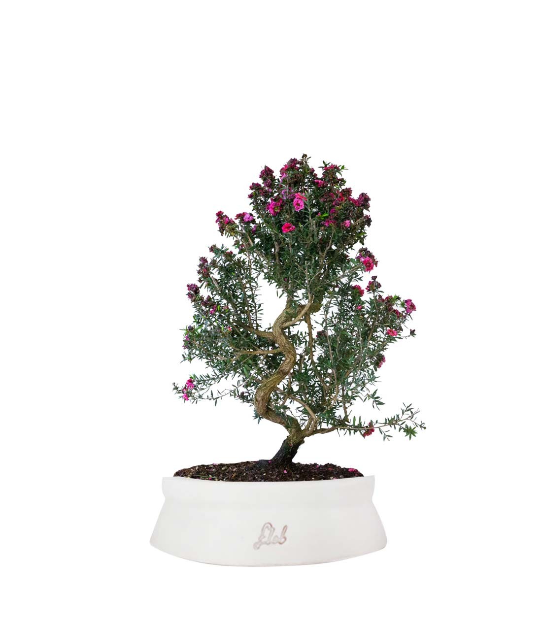 Leptospermum bonsai 10 anni