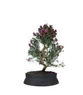 Leptospermum bonsai 10 anni