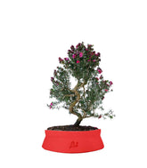 Leptospermum bonsai 10 anni