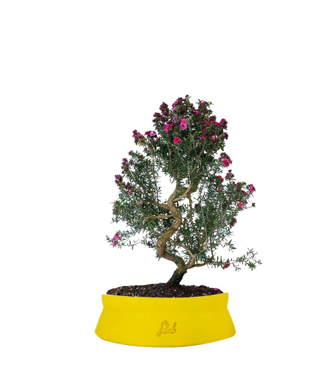 Leptospermum bonsai 10 anni