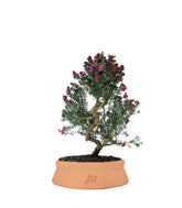 Leptospermum bonsai 10 anni