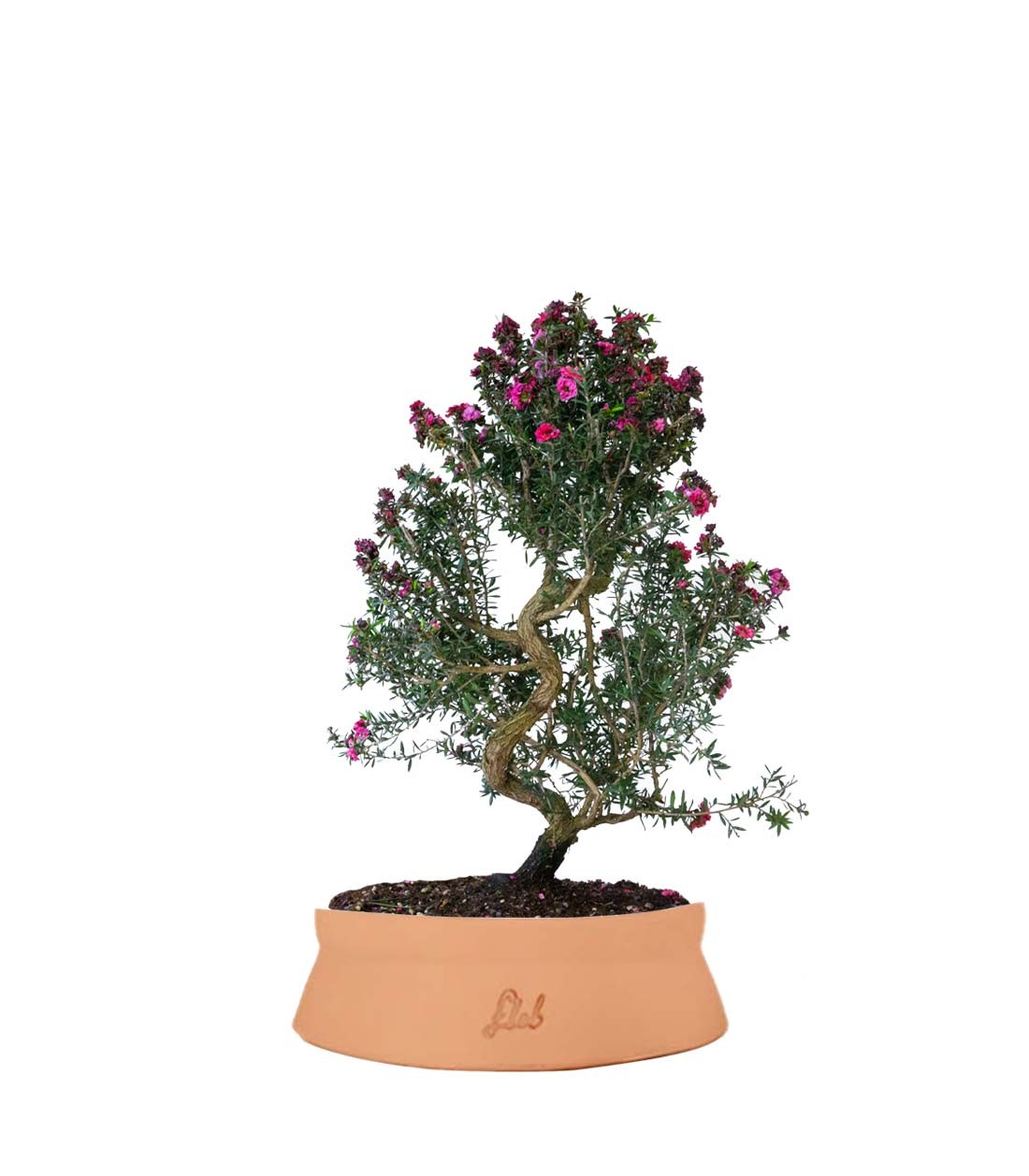Leptospermum bonsai 10 anni