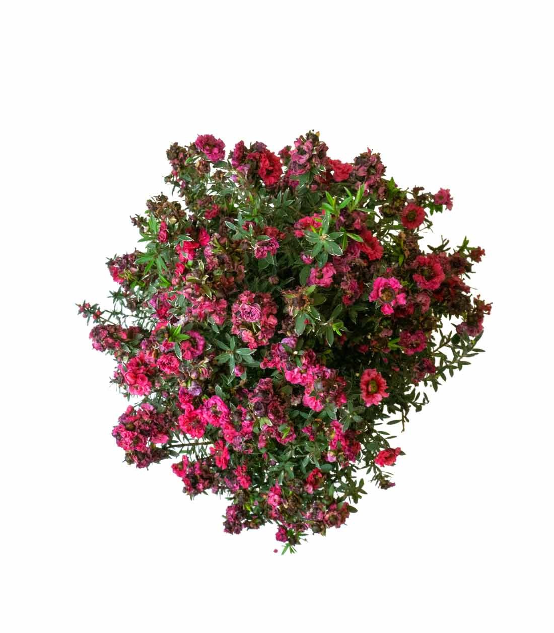 Leptospermum bonsai 10 anni