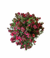 Leptospermum bonsai 10 anni