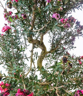 Leptospermum bonsai 10 anni