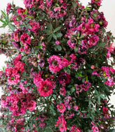 Leptospermum bonsai 10 anni