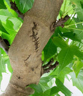 Liquidambar Bonsai esemplare 18 anni