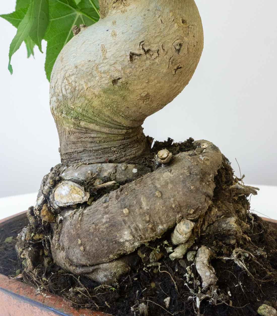 Liquidambar Bonsai esemplare 18 anni