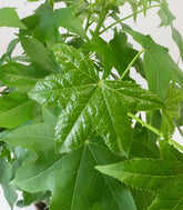 Liquidambar Bonsai esemplare 18 anni