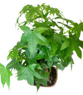 Liquidambar Bonsai esemplare 18 anni