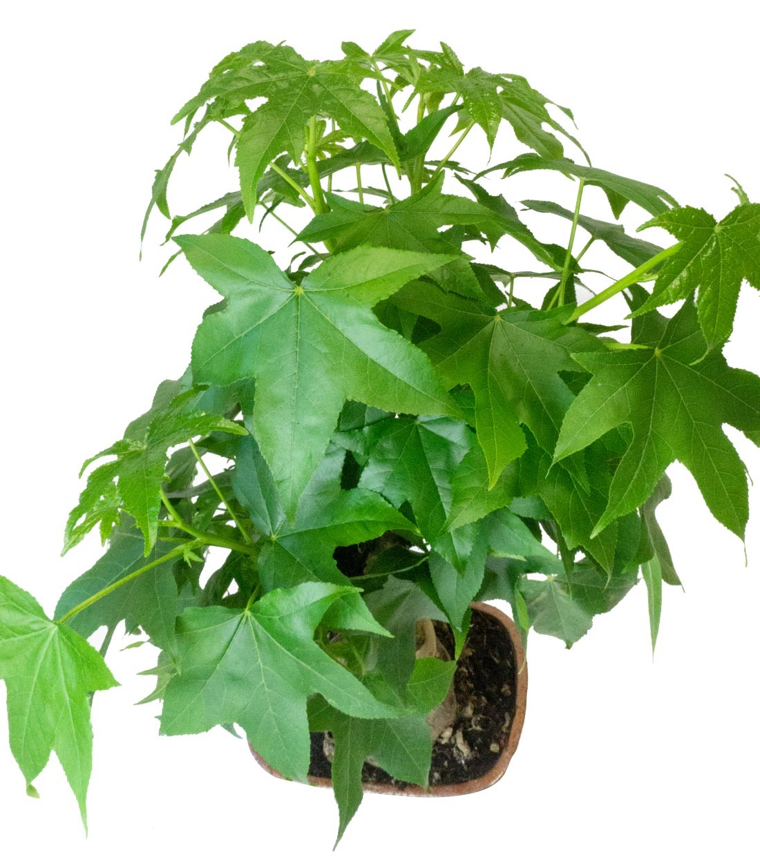 Liquidambar Bonsai esemplare 18 anni