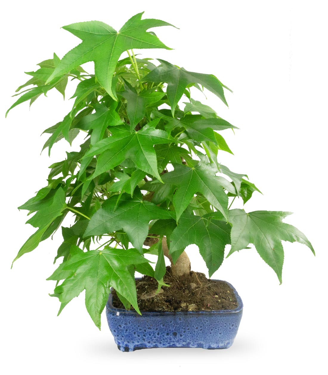 Liquidambar Bonsai esemplare 13 anni