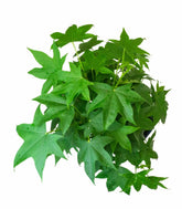 Liquidambar Bonsai esemplare 13 anni