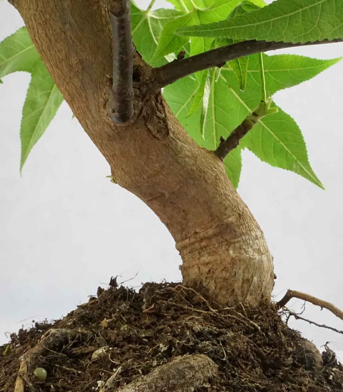 Liquidambar Bonsai esemplare 13 anni