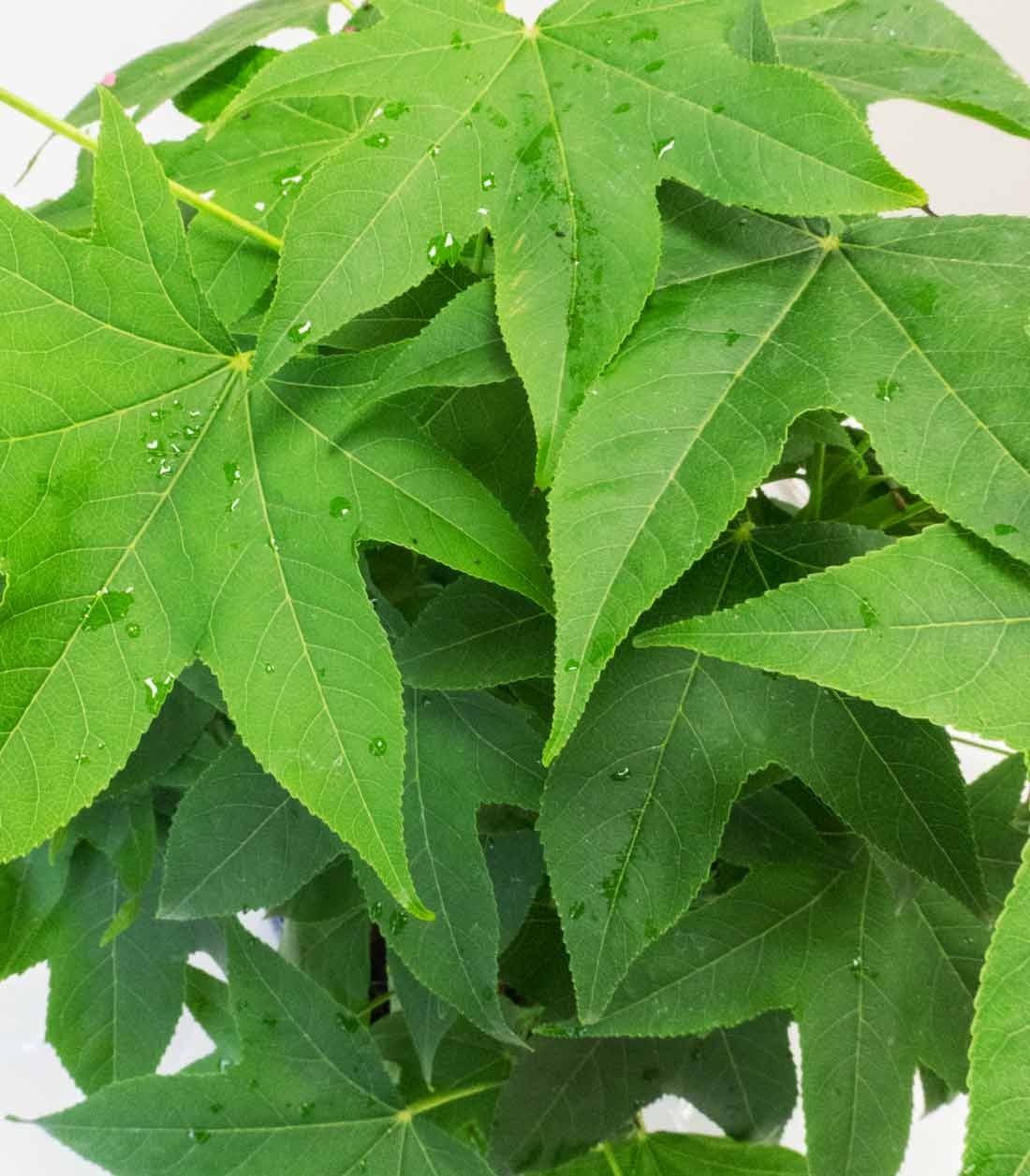 Liquidambar Bonsai esemplare 13 anni